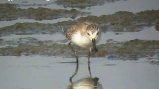 Spoonbilled Sandpiper in Thailand [upl. by Aehsal160]