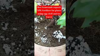 Best homemade organic N P K fertilizer for plants using egg shell and tea leavesviralvideos shorts [upl. by Silas6]