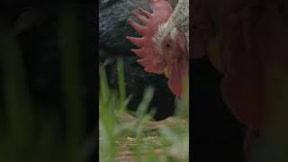 Chickens amp TRex Share DNA JawDropping Farm Fact [upl. by Ahsatan]