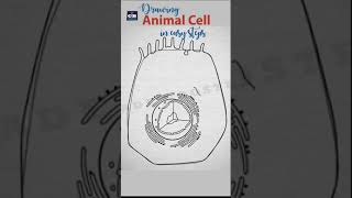 How to draw animal cell in easy steps fundamental unit of life ncert class 9 biology shorts [upl. by Yregram]