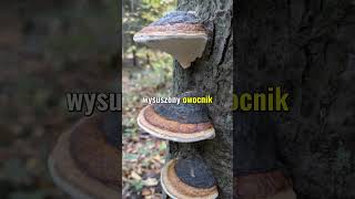 Co to jest  mushroom grzyby ciekawostki [upl. by Gerda]