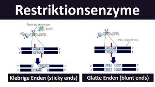 Restriktionsenzyme sticky ends blunt ends Grundlagen der Gentechnik Biologie Oberstufe 27 [upl. by Ducan]