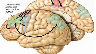 The Sensorimotor SystemMotor control [upl. by Juta]