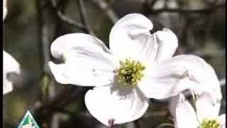 Flowering Dogwood [upl. by Einahpats]