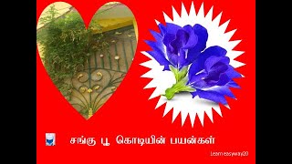 Sanku poo Benefits in Tamil  சங்கு பூ  பயன்கள் நன்மைகள் [upl. by Idnis24]