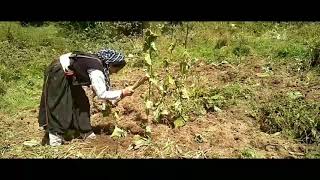 Kuth Saussurea lappa Cultivation Costus Herb Roots Cultivation In A Himalaya Village [upl. by Rivkah888]