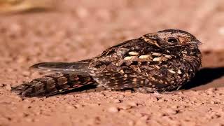 The Enigmatic Rwenzori Nightjar East Africas Exclusive Nocturnal Wonder [upl. by Enayd827]