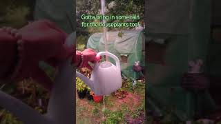 When the rain barrel is full gardening garden vegetablegarden nature pepper greenhouse rain [upl. by Nueovas733]