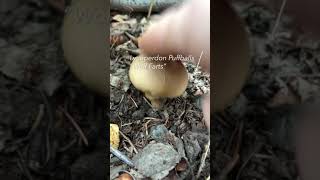 Finding Lycoperdon Puffballs “Wolf Farts” in Vermont [upl. by Arak]