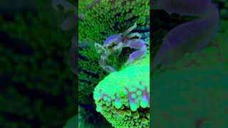 Porcelain crab feeding reefsafe coral aquarium crab [upl. by Selle]