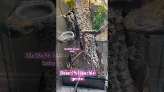 leachianus gecko setup😱 MUST SEE [upl. by Aliban]