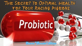 BIRDMASTER quotPrebiotic and Probiotic The Secret to Optimal Health for Your Racing Pigeonsquot [upl. by Nehgaem]