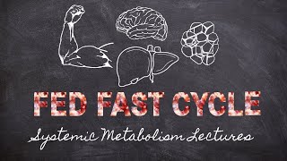 The FedFast Cycle  Systemic Metabolism Part 3  Macronutrients Lecture 32 [upl. by Viviyan]