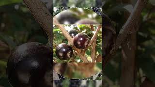 Jabuticaba – Where It Comes From and How It Grows fruit durianfruitbenefits food [upl. by Siramaj]