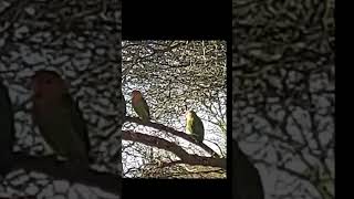 Love birds peachfacedlovebird arizona [upl. by Jehoash]