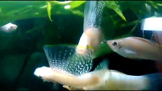 Pertarungan Sailfin molly white molly sailfin fight [upl. by Imuyam]