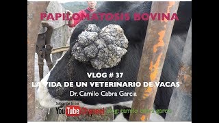 Papilomatosis en vacas vlog  37 [upl. by Kerin497]