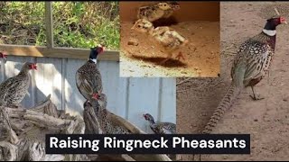 Raising Pheasants [upl. by Attalanta883]