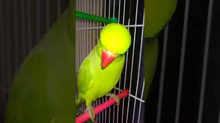 green parrot 🦜 favourite in green chilli 😱😱😱😱omg vairalvideo shortvideos trending shorts fyp 🤪 [upl. by Brandie]