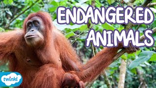 What Animals are Endangered  Endangered Species Explained for Kids [upl. by Siduhey719]