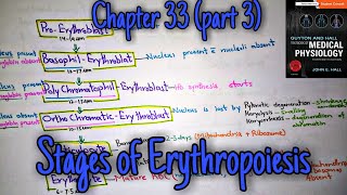 Stages of erythropoiesis  Chapter 33 part 39 Guyton and Hall text book of physiology [upl. by Gravante]