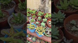 New plant shop open in vemagal indoor outdoor plants available 7760331544 reels short plants [upl. by Norrek]