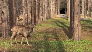 Charming Wildlife at Dongping National Forest Park [upl. by Gilus]