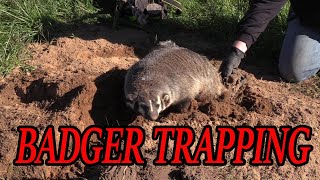 HOW TO TRAP BADGERS AND RESET FOR COYOTES [upl. by Acinorahs329]