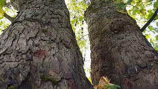 mighty Sycamore Tree with trunk split Bakewell UK wild nature countryside outdoors [upl. by Oleta]