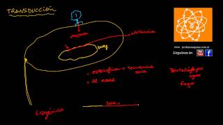 Transducción bacteriana [upl. by Kaylee]