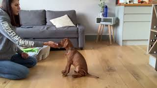 Training session with a eleven week old Vizsla puppy [upl. by Zavras]