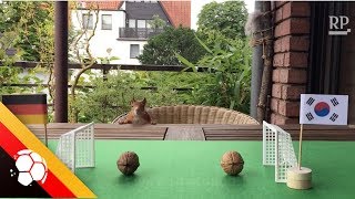 Krefelder Balkonhörnchen tippen das Spiel DeutschlandSüdkorea [upl. by Thistle]