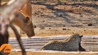 Lions Stalk a Leopard Busy Killing an Impala [upl. by Analed398]