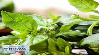 Basil Lime – Seeds Review [upl. by Weyermann]