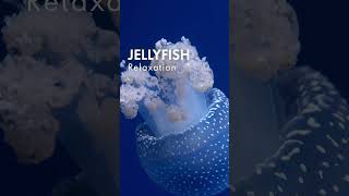 Jellyfish Relaxation  Relaxing Music for Stress Relief [upl. by Allcot]