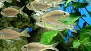 Callochromis pleurospilus Kigoma [upl. by Callery]