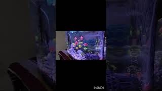 Fish Tank Set Up Fish Shopping in Delhitrending youtubeshorts  Call Now  91 9210090877 [upl. by Nollahp]