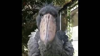 Animals In The Wild Shoebill Stork [upl. by Allehc355]