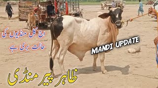 Today zahir peer mandi latest updateprinted Bulls in zahir peer cow mandi 5 Sep 2024 [upl. by Tiler621]