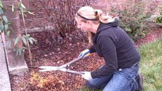 How To Prune Astilbes After Theyve Gone Winter Dormant [upl. by Cirtemed474]