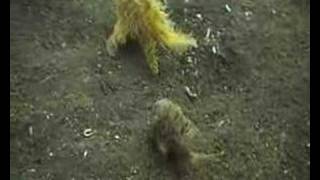 Crazy Hairy Frogfish [upl. by Mechelle]