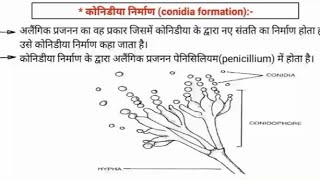 कोनिडीया निर्माण ।। Alexander flaming नामक वैज्ञानिक ने penicilline का निर्माण किया penicillium [upl. by Worthington]