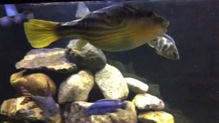 Big Fahaka Puffer fish and African Cichlids [upl. by Trillbee]