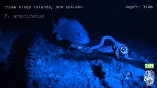 Hagfish predatory behaviour and slime defence mechanism [upl. by Ecienaj697]