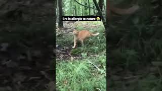 Bro allergic to nature😵 ytshorts youtube youtubefeed mrbeast funny pets catsofinstagram [upl. by Sosthenna]