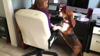 Basset Hound wants pats now [upl. by Sou702]