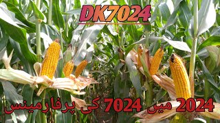 Dekalb hybrid 7024Corn farming [upl. by Alford862]