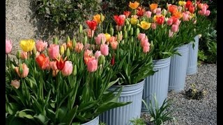 How to Plant and Grow Tulips [upl. by Mayhew820]