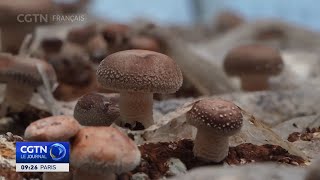 Chine une région pauvre du nordouest jouit dun essor économique grâce à la culture de champignons [upl. by Eintruok]