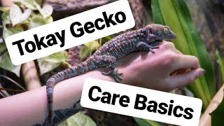 Tokay Gecko Care Guide [upl. by Roskes]